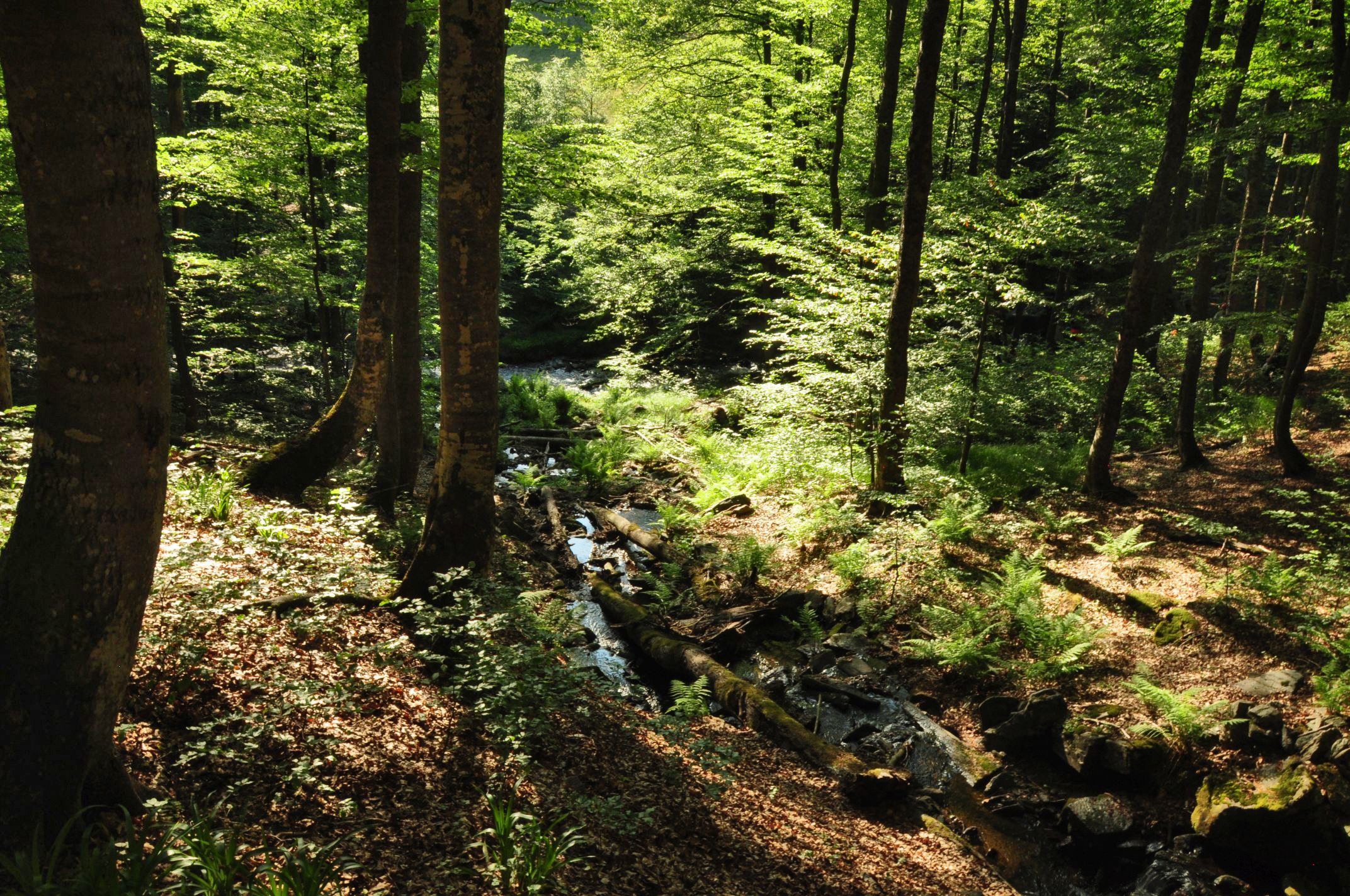 Semenic Nationalpark, Rumänien, Juni 2025