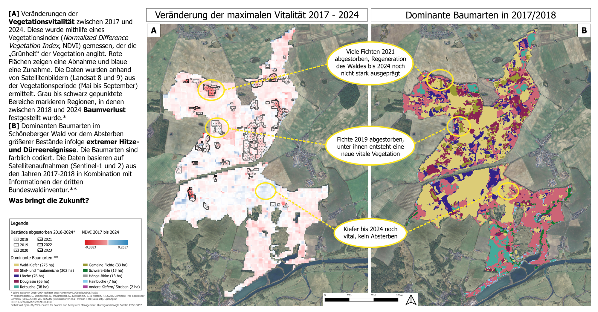 Schöneberger Wildwald, Veränderung der Vegetationsvitalität zwischen 2017-2024