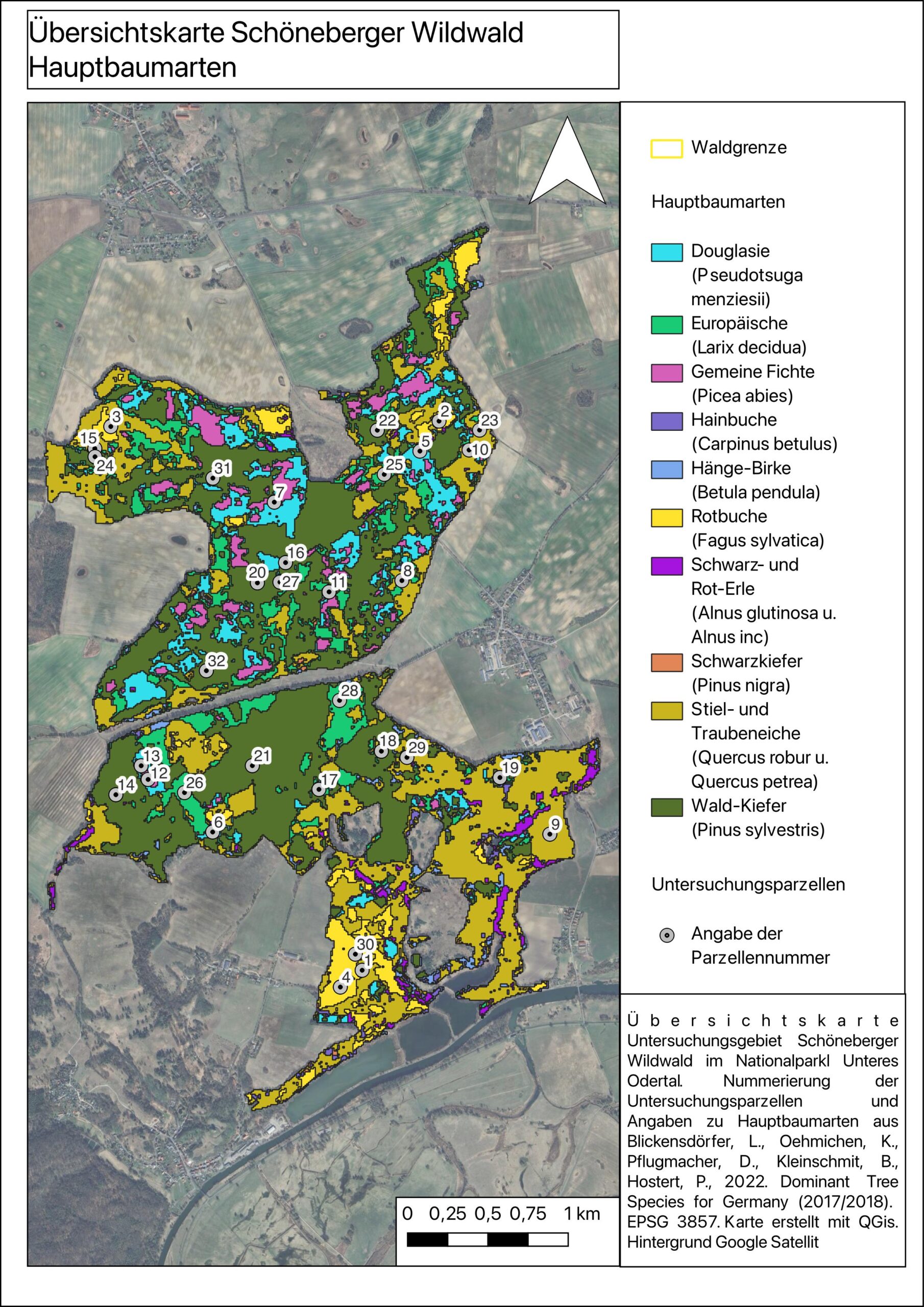 Schöneberger Wildwald im Nationalpark Unteres Odertal, Übersichtskarte Hauptbaumarten, August 2025