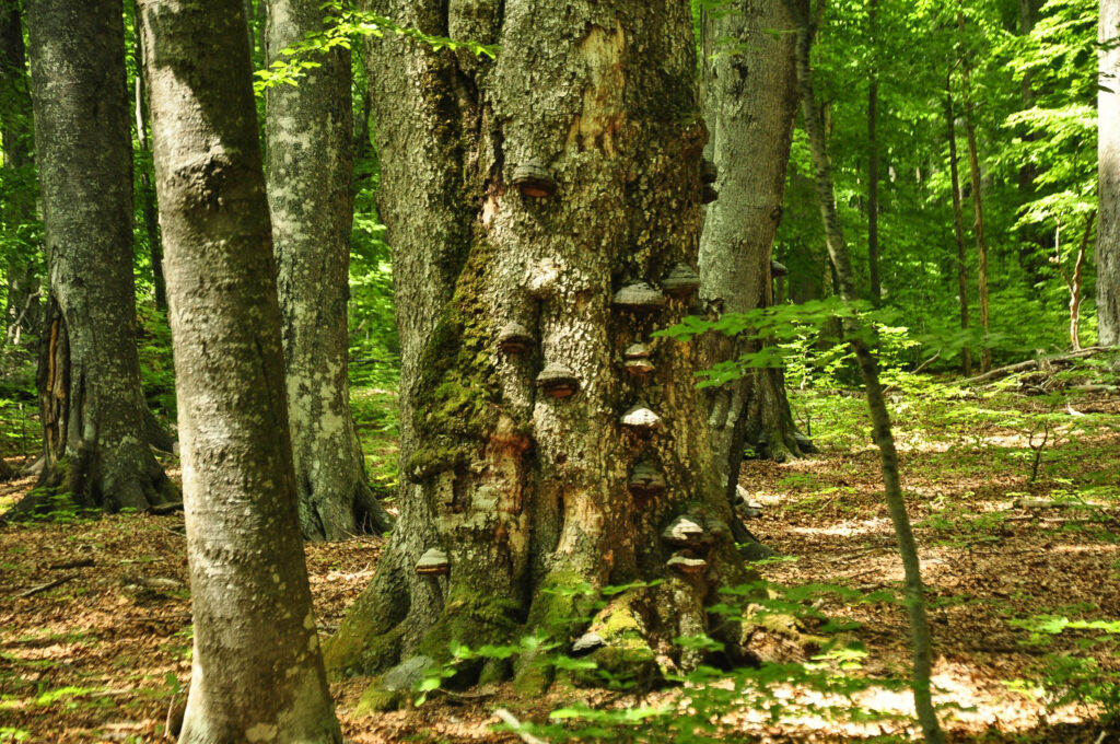 Alte Buche, Semenic Nationalpark, Rumänien, 2025, Foto: Christoph Nowicki
