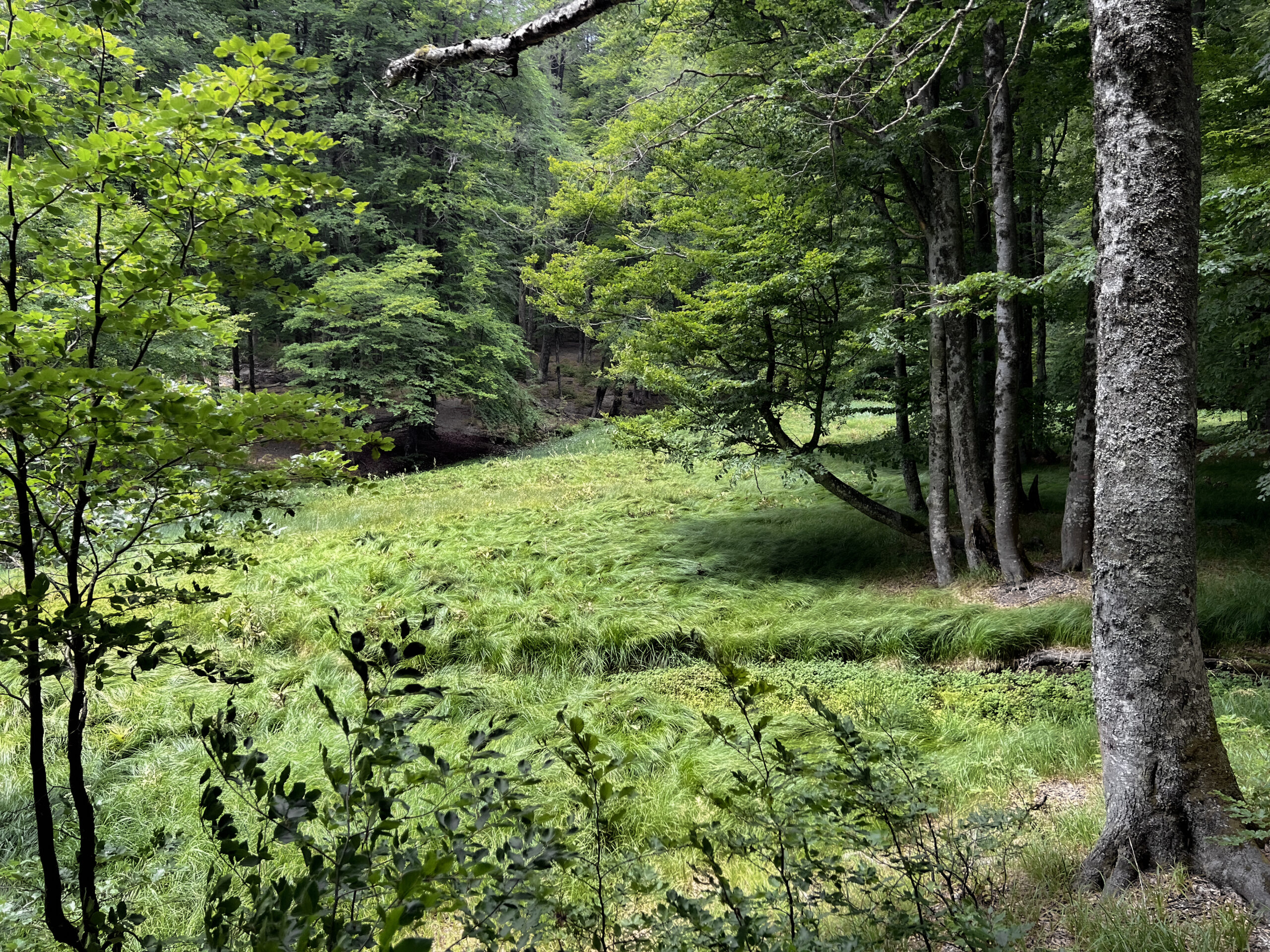 Izvoarele Nerei, Semenic Nationalpark, Rumänien, Juni 2025