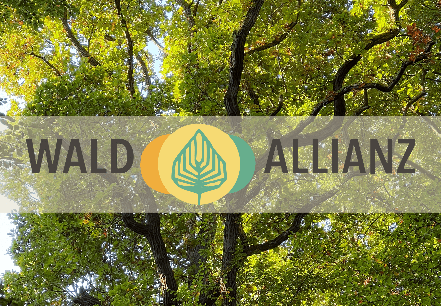The Econics Institute is part of the Forest Alliance (Wald-Allianz)