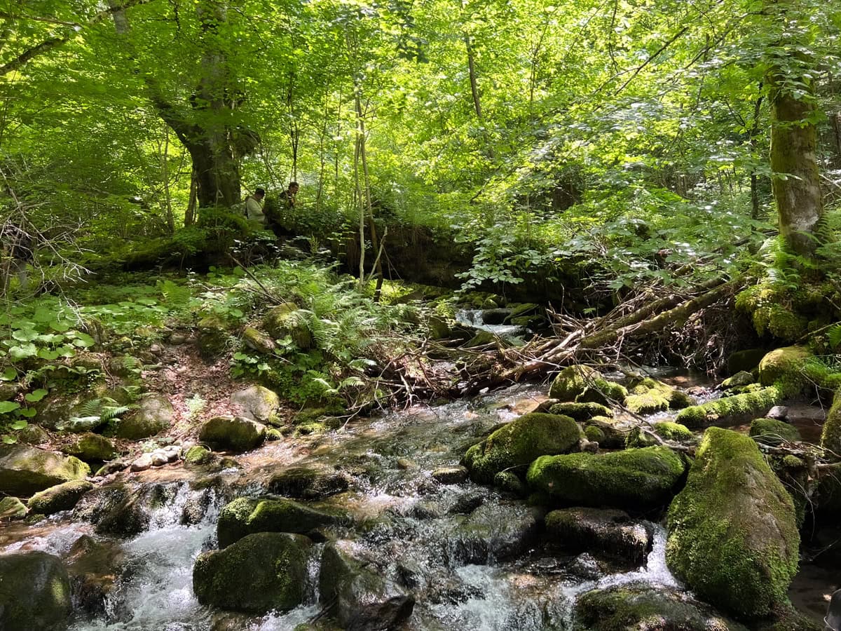 Retezat Nationalpark, Rumänien, 2025