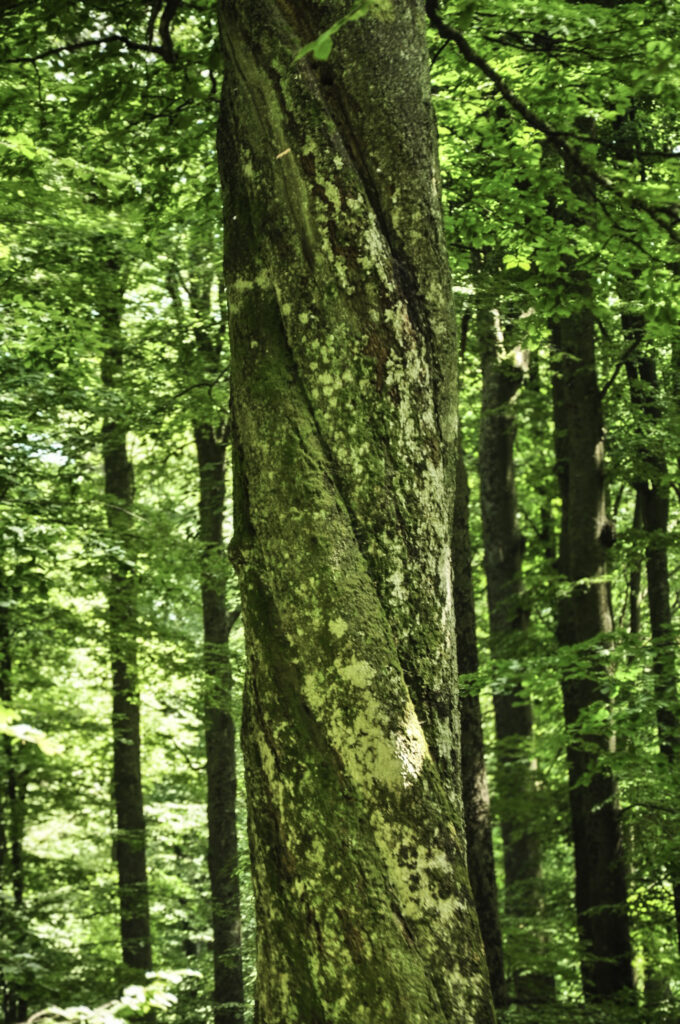 Buche mit Drehwuchs, Rumänien, Semenic Nationalpark, Juni 2025 © Christoph Nowicki