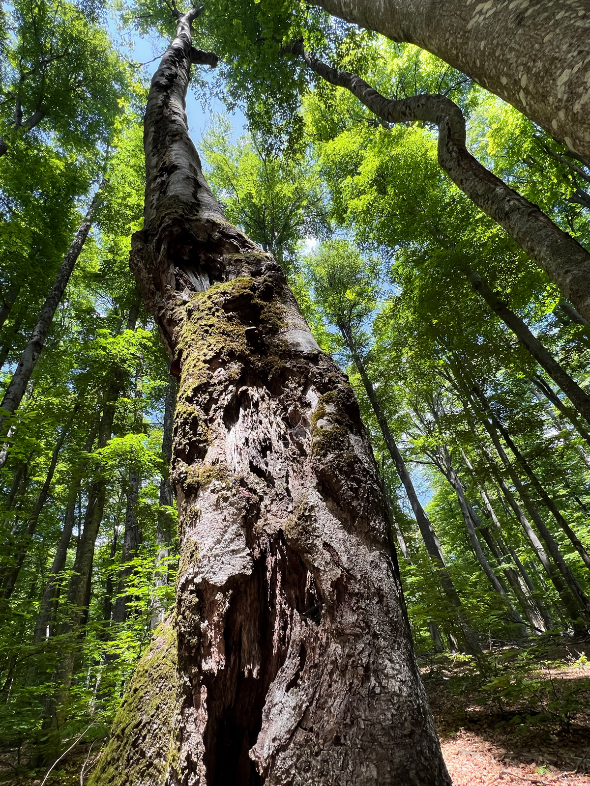 UNESCO-Buchenurwald, Rumänien, Semenic National Park, Juni 2025 © Anna Warnow