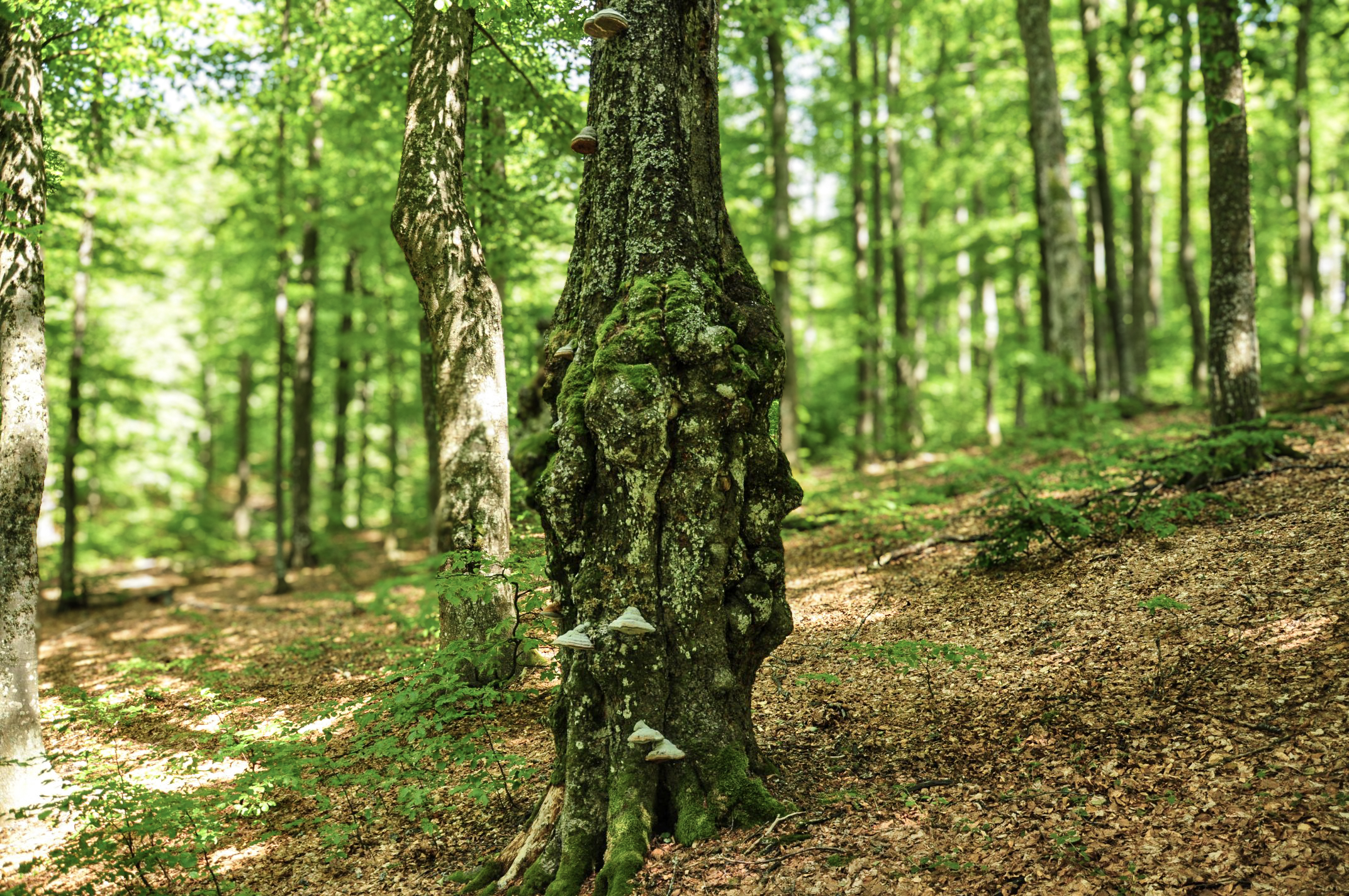 Alte Buche mit Flechten, Semenic Nationalpark, Rumänien, UNESCO Weltnaturerbe Alte Buchenwälder Europas, 2025