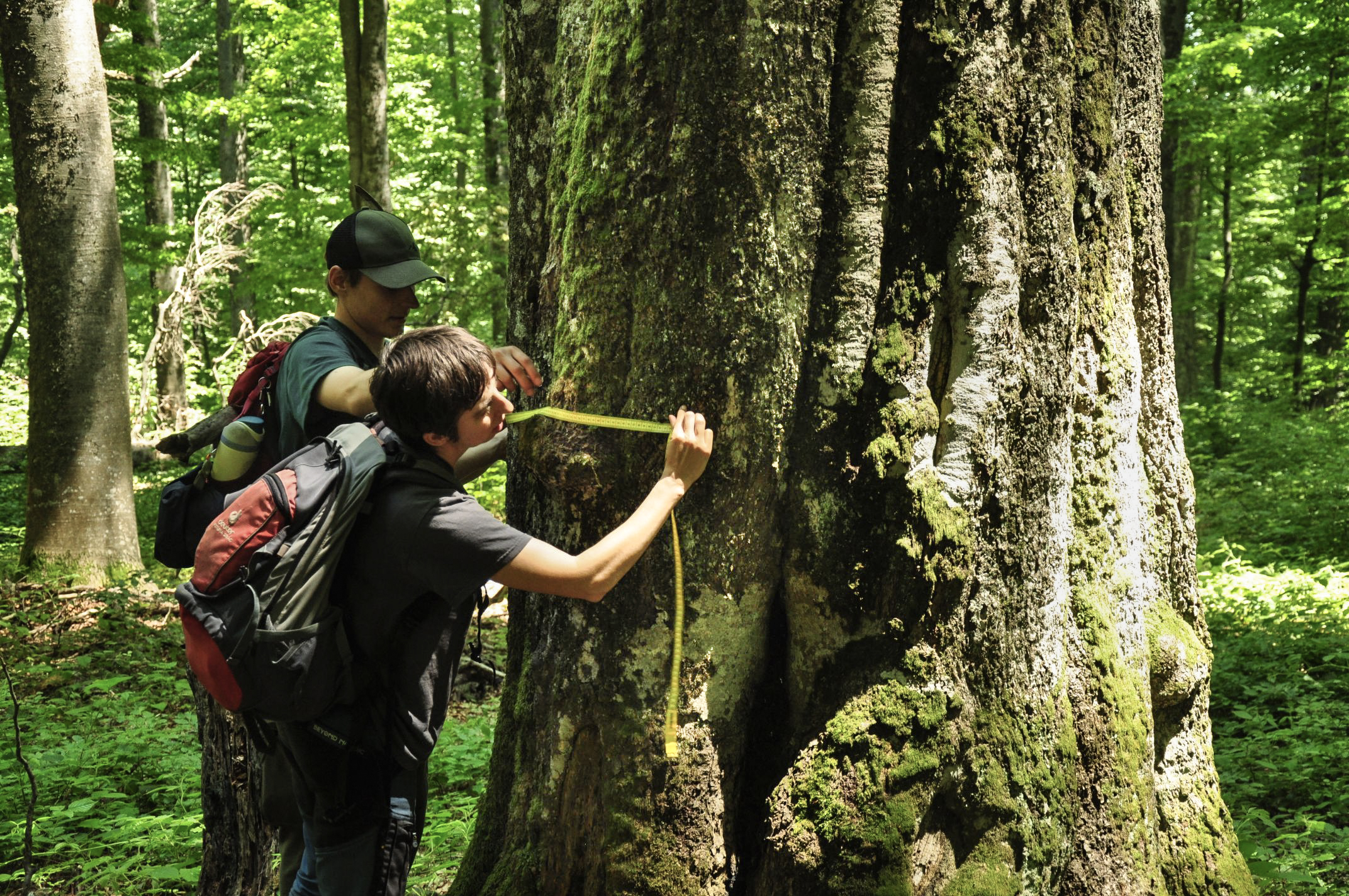 Sozialökologisches Waldmanagement, Rumänien, Semenic Nationalpark, Juni 2025