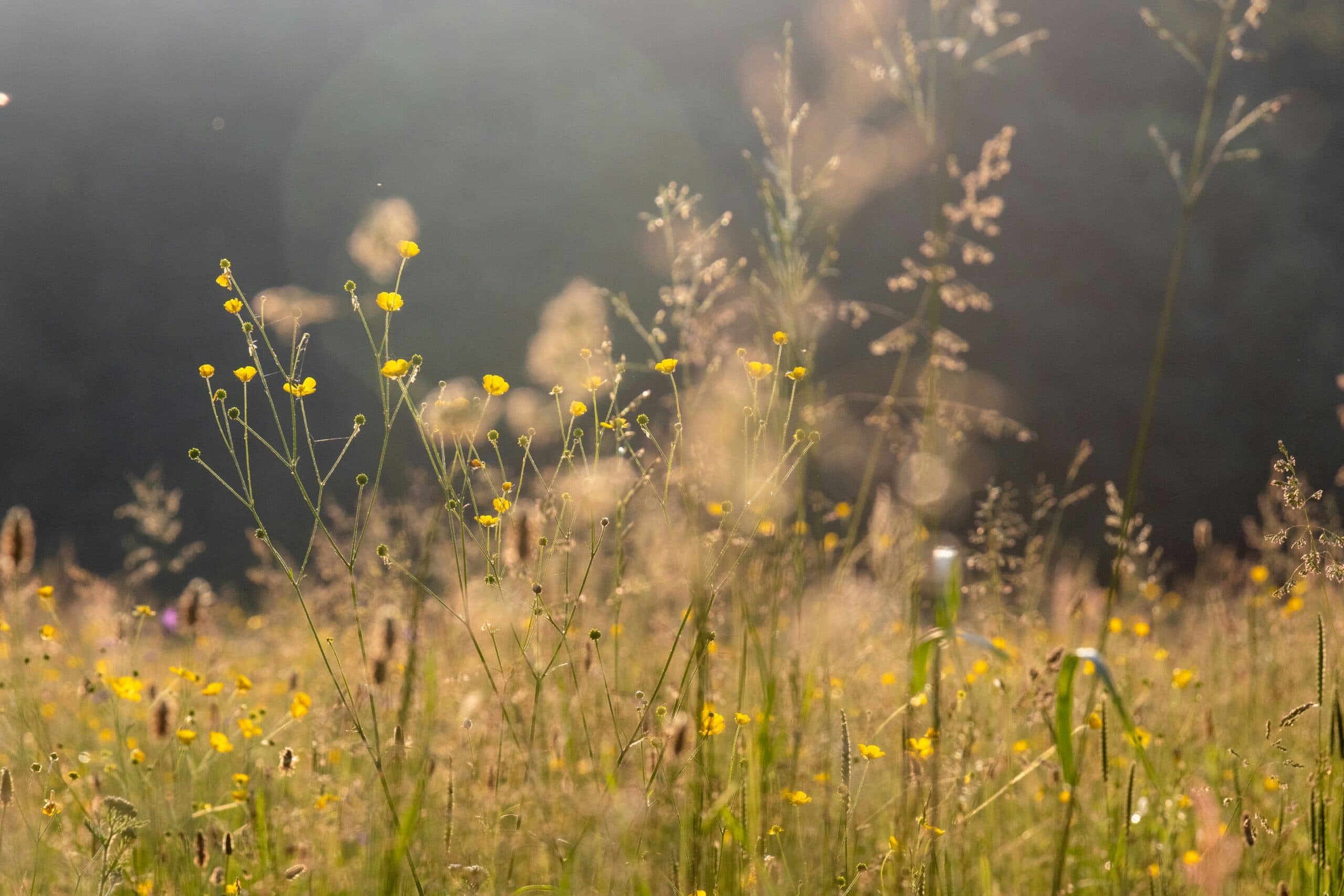 Jahrestagung des HVNL 2026, Strategien für eine sich ändernde Kulturlandschaft – Erhalt der Biodiversität in Zeiten des Klimawandels, Foto: Vladimir Vinogradov via Unsplash