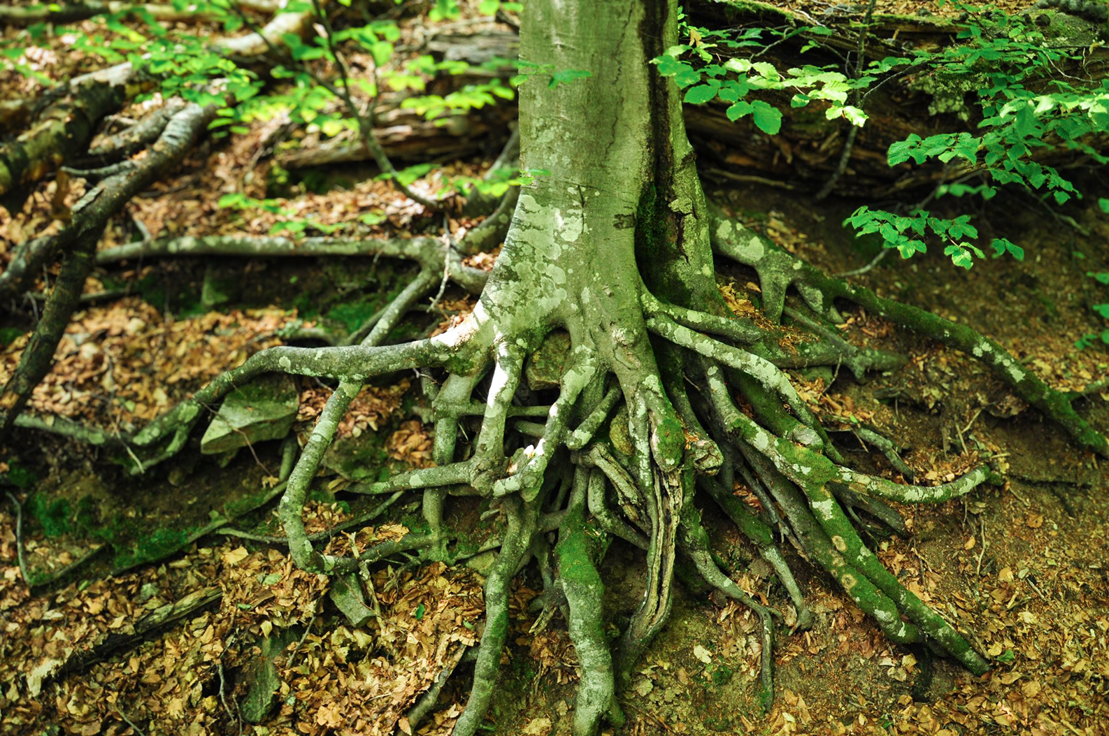 UNESCO-Weltnaturerbe Alte Buchenwälder und Buchenurwälder der Karpaten und anderer Regionen Europas, Foto: Christoph Nowicki