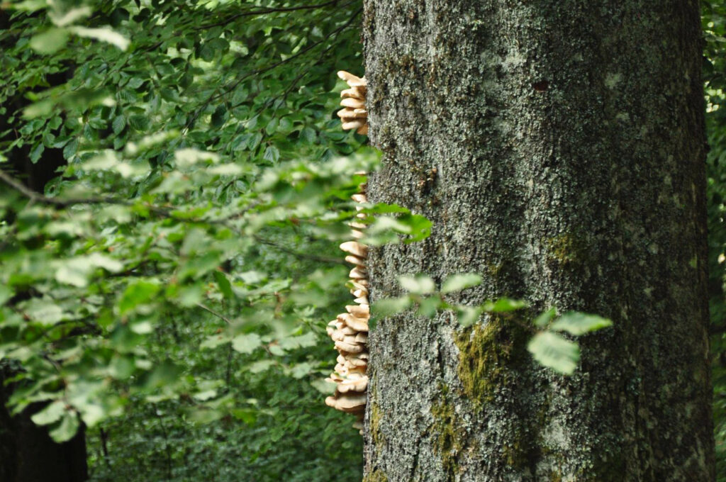 UNESCO-Weltnaturerbe Alte Buchenwälder und Buchenurwälder der Karpaten und anderer Regionen Europas, Foto: Christoph Nowicki
