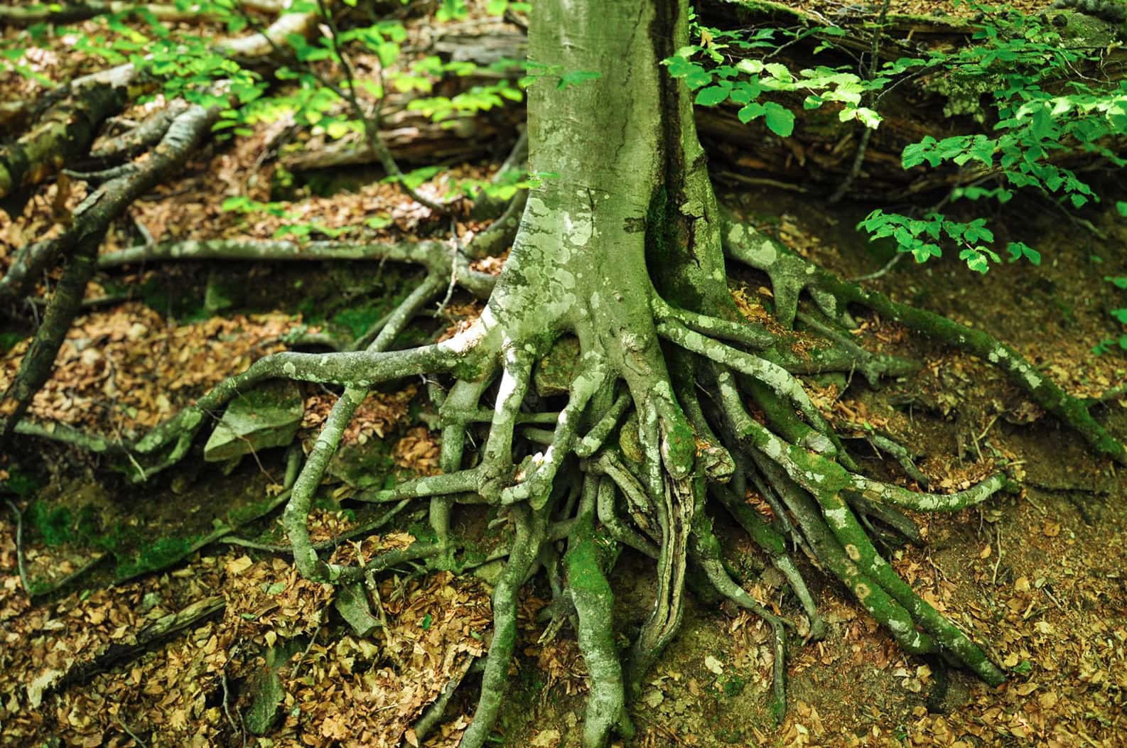 UNESCO-Weltnaturerbe Alte Buchenwälder und Buchenurwälder der Karpaten und anderer Regionen Europas, Foto: Christoph Nowicki