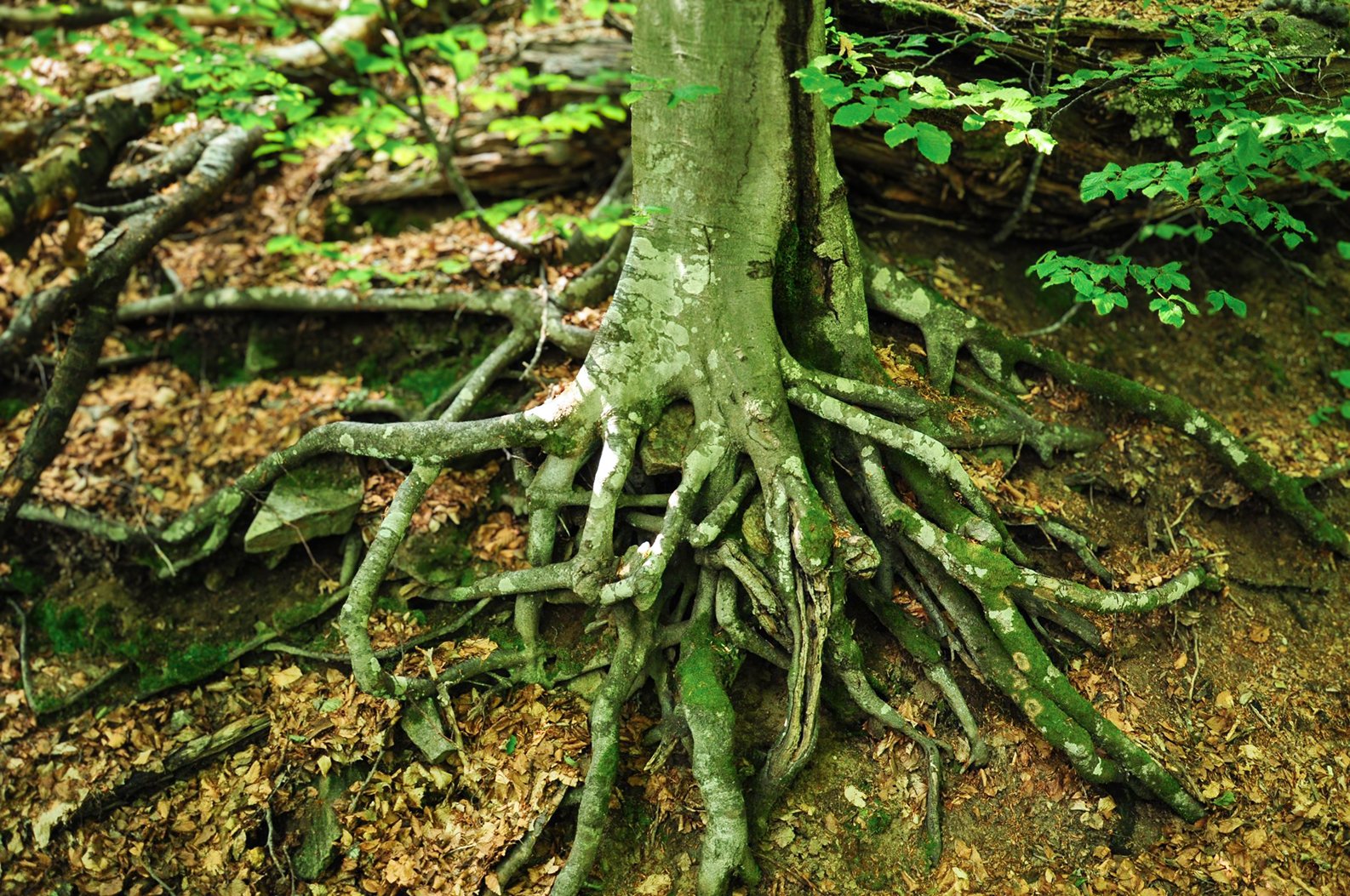 UNESCO-Weltnaturerbe Alte Buchenwälder und Buchenurwälder der Karpaten und anderer Regionen Europas, Foto: Christoph Nowicki