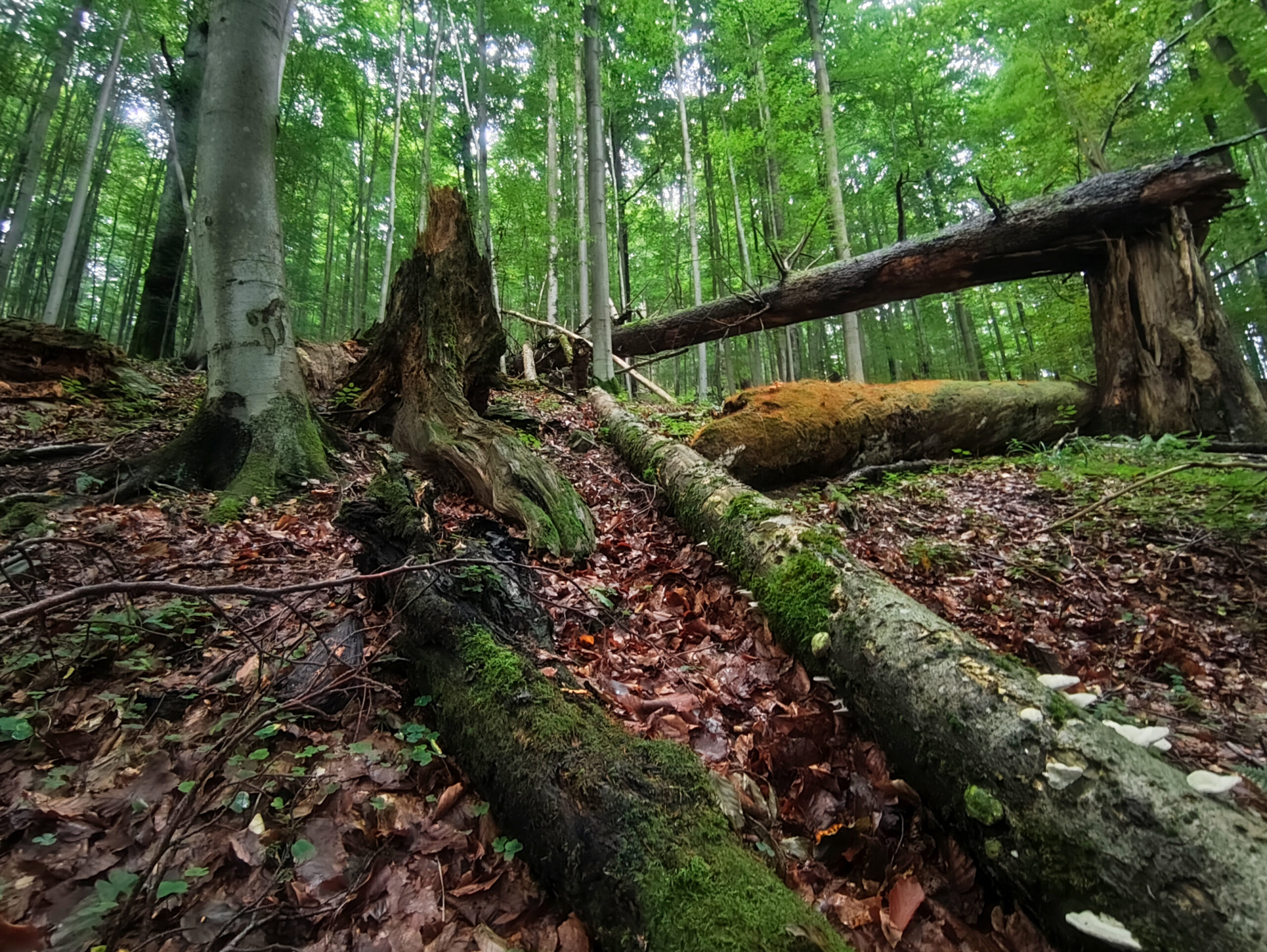 Forests, such as this beech forest with abundant deadwood, act as microclimatic buffers. Climate refuges with high green-moist-cool values should be legally recognized as independent protected assets of overriding public interest. Photo: Pierre Ibisch