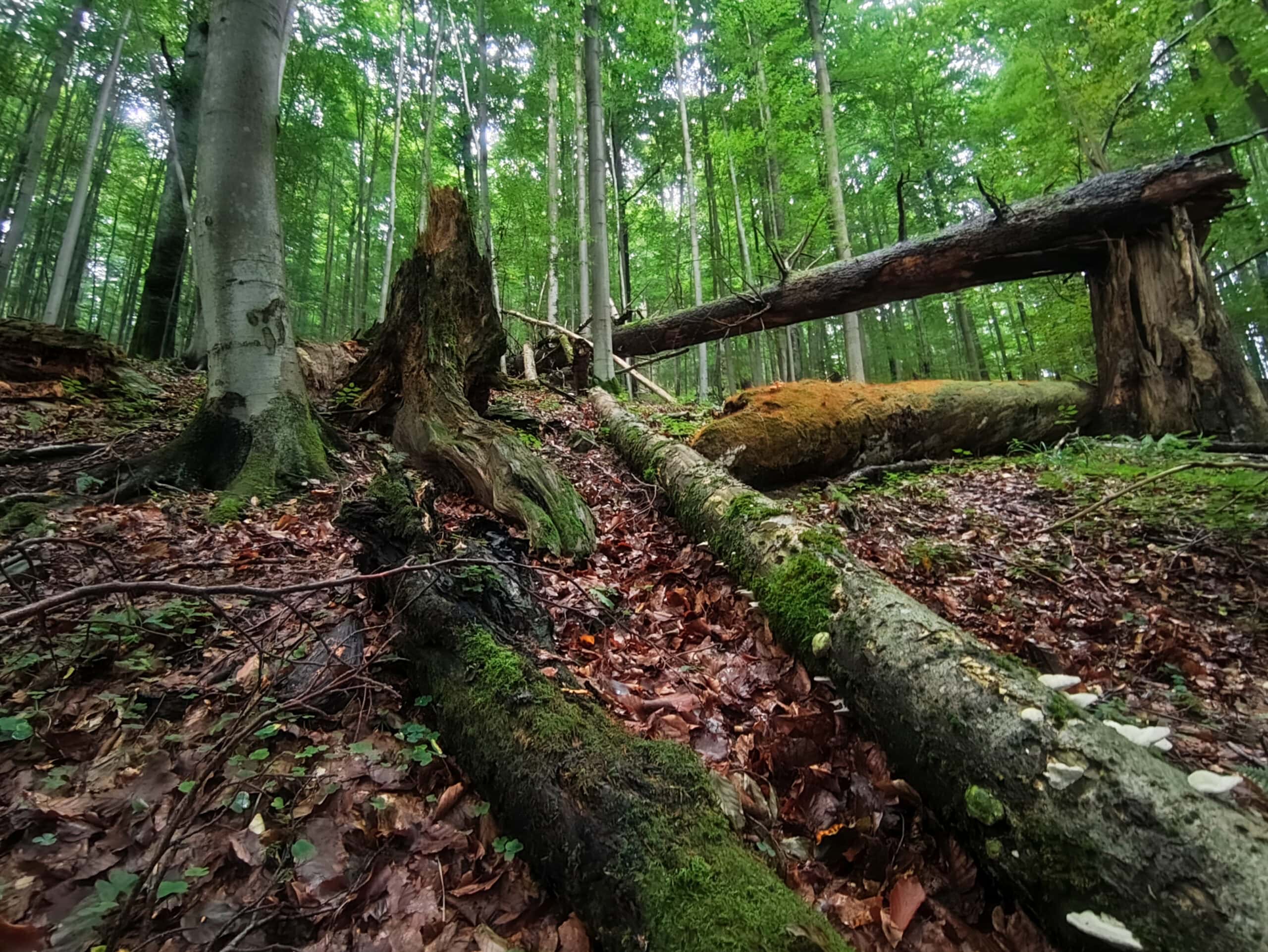 Forests, such as this beech forest with abundant deadwood, act as microclimatic buffers. Climate refuges with high green-moist-cool values should be legally recognized as independent protected assets of overriding public interest. Photo: Pierre Ibisch