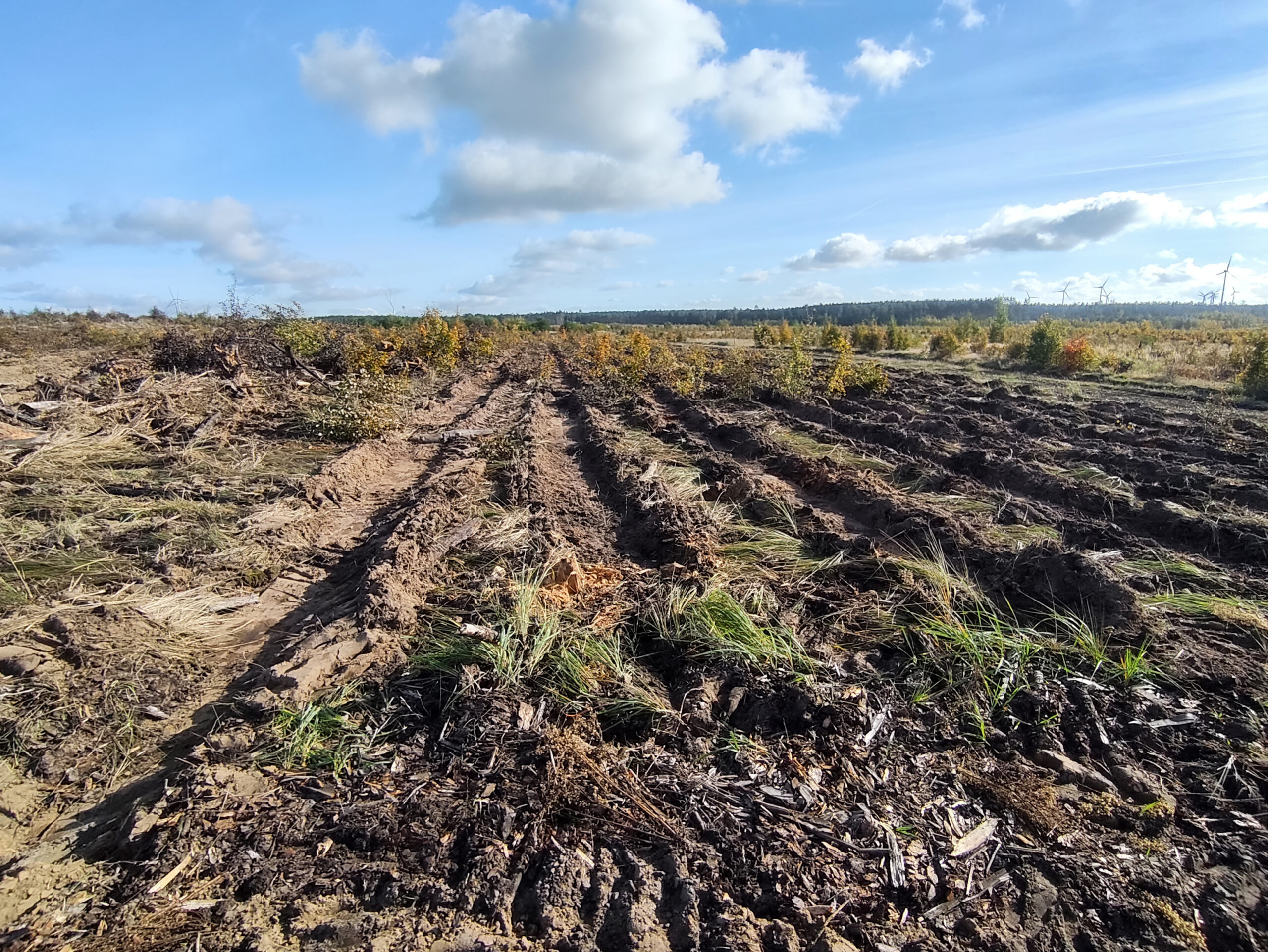 Extensive "heat landscapes" with sparse vegetation are found particularly in agricultural regions, such as the Magdeburg Börde, or on forest clear cuts. These rapidly warming and drying agricultural landscapes sometimes reach values as critical as those seen in urban areas. Photo: Pierre Ibisch