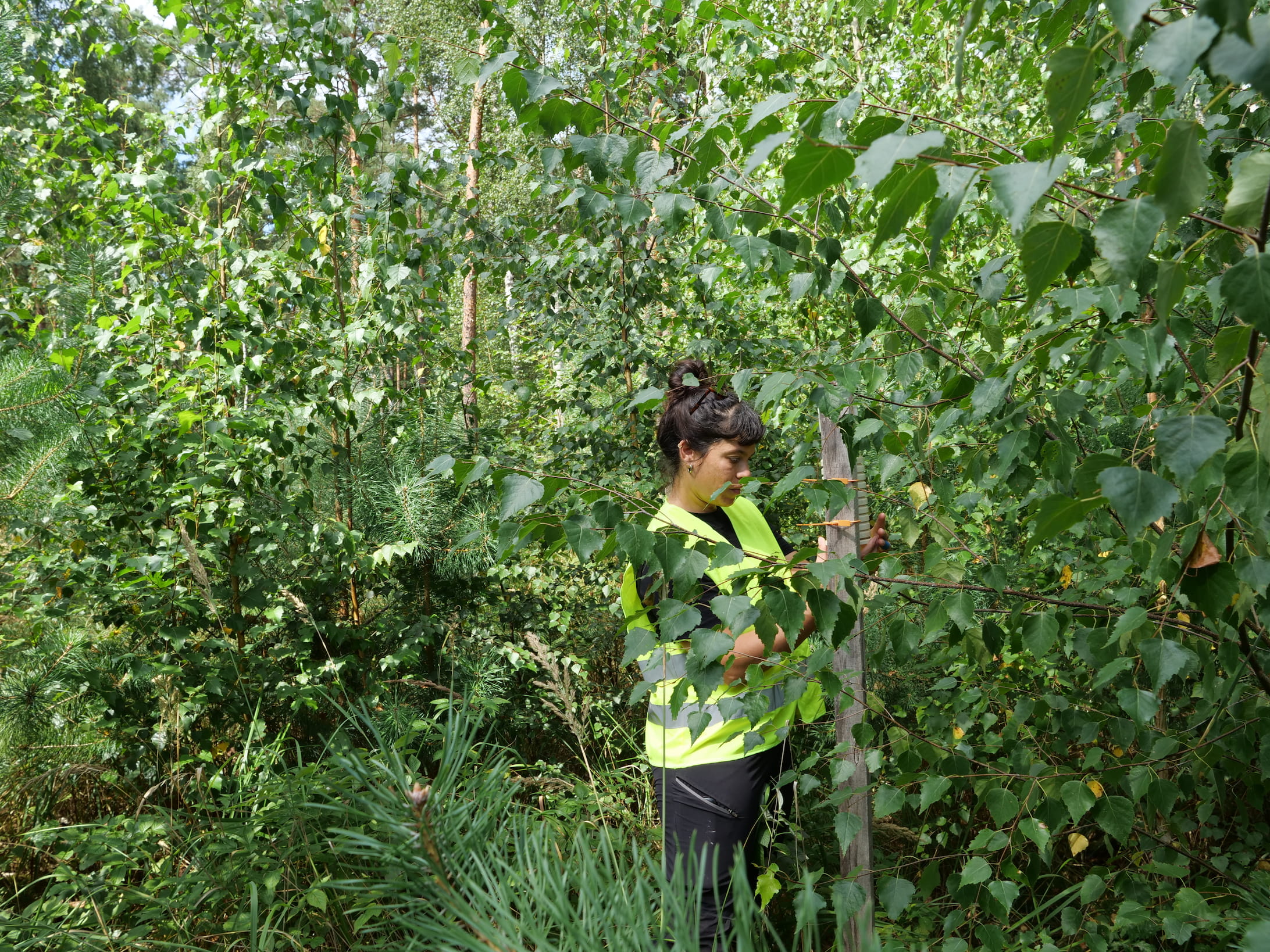 Reading data from a microclimate station in the Schöneberg Wild Forest, Lower Oder Valley National Park, August 2026