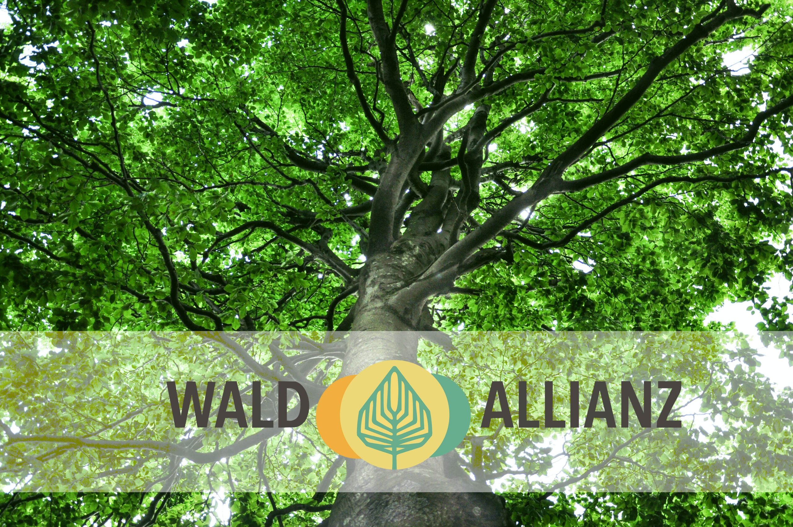 10 Prinzipien der Wald-Allianz für eine sozialökologische Waldbewirtschaftung, Foto: Christoph Nowicki